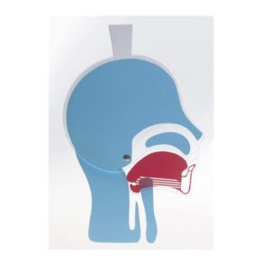 Modèle de tête articulée AMBU